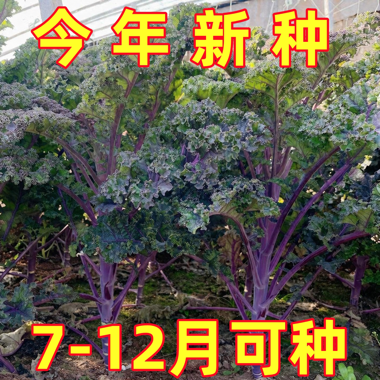 紫羽衣甘蓝种子籽苗多年耐寒食用观赏邹叶蔬菜苗阳台四季盆栽花卉