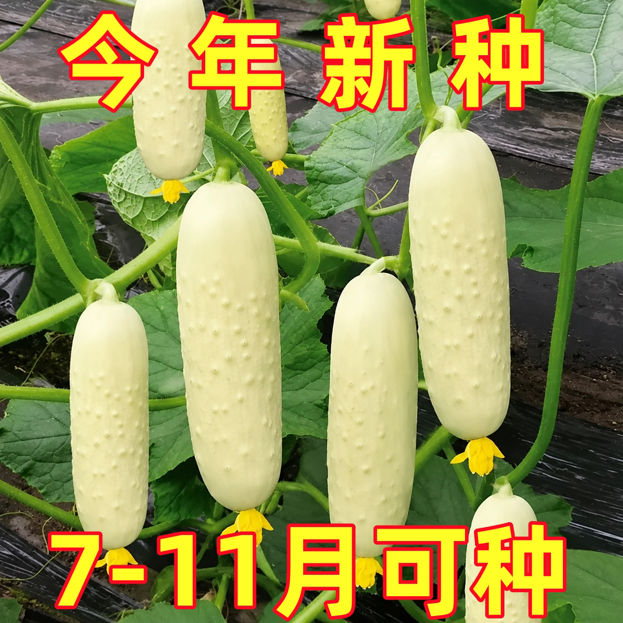 正宗奶油白玉黄瓜种子种籽水果青瓜种籽夏季本地四季蔬菜旱老品种