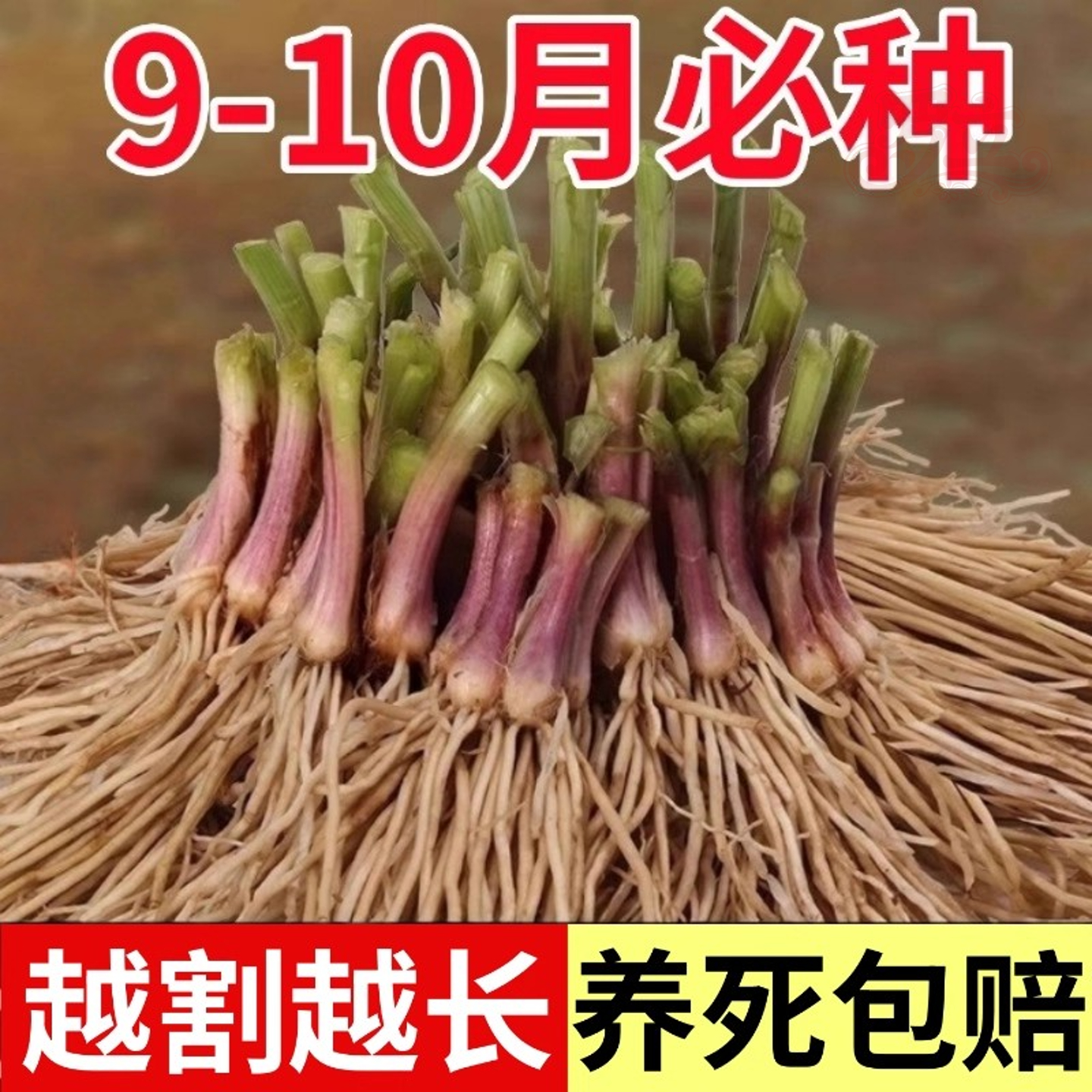 韭菜根苗带土现挖宽叶紫根韭菜苗紫红根四季阳台盆栽种菜籽蔬菜苗
