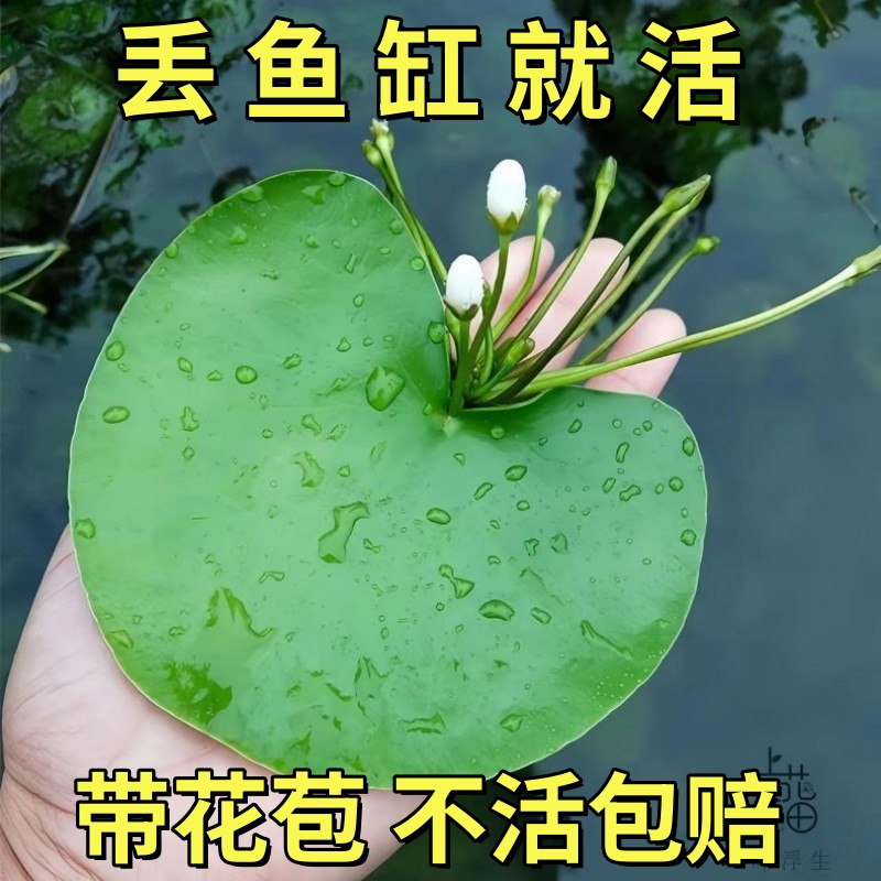 一叶莲水培植物带花苞碗莲睡莲室内水养荷花四季浮萍鱼缸水生莲花