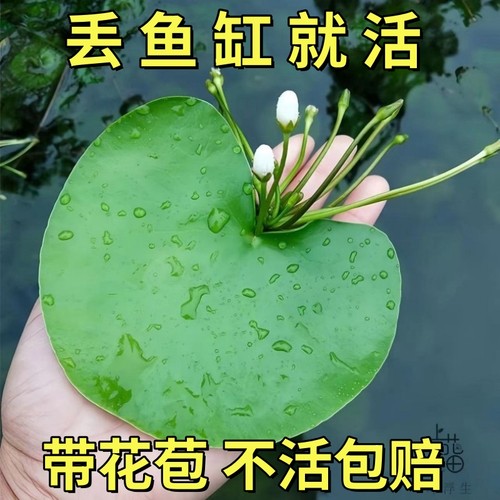 一叶莲水培植物带花苞碗莲睡莲室内水养荷花四季浮萍鱼缸水生莲花