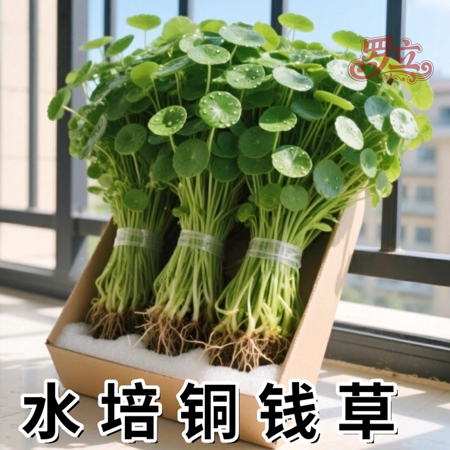 铜钱草水培水养阳台室内庭院花卉常青绿植四季种植招财好养金钱草