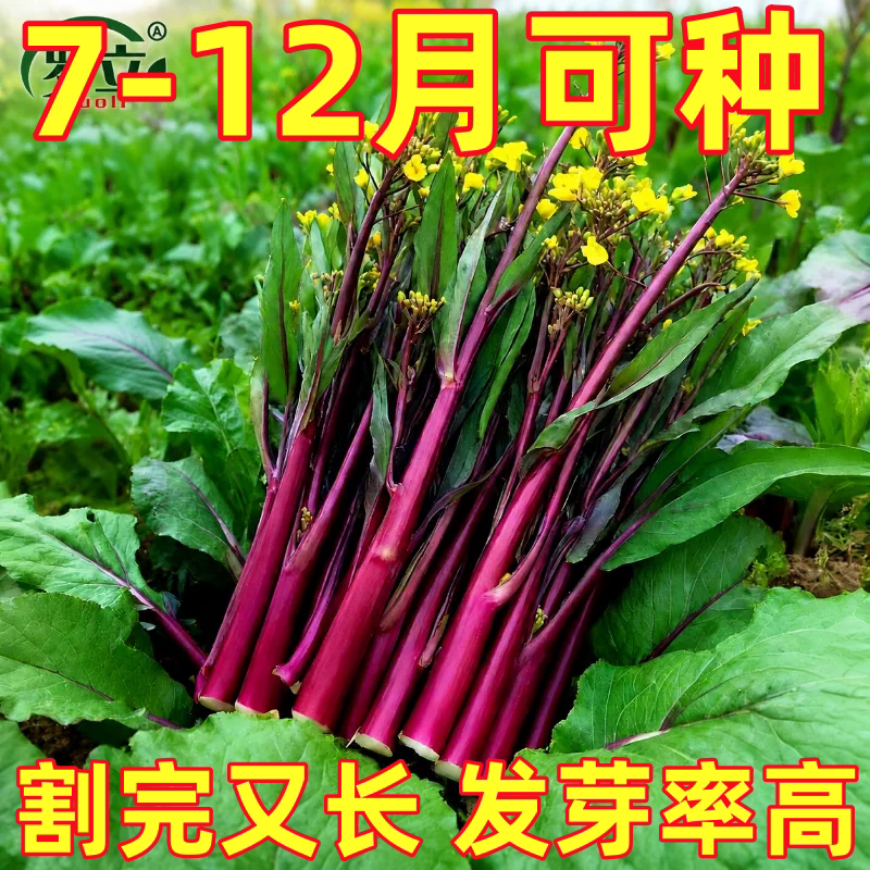 红菜苔蔬菜种子菜心十月红紫菜苔红菜苔家庭种植四季阳台庭院易播