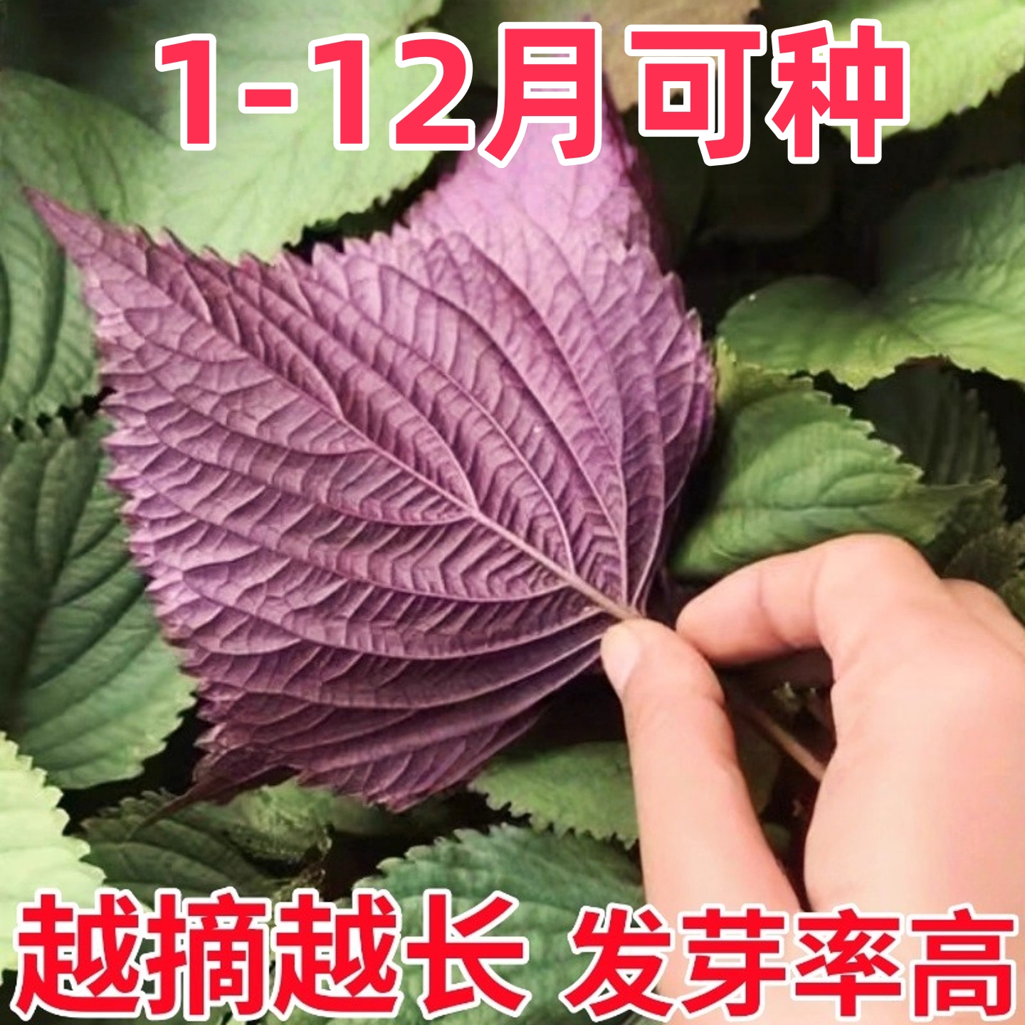 紫苏种子可食用双面红紫苏苗秧四季农家院菜种植耐热蔬菜种子盆栽