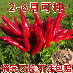 辣椒种子高产辣椒苗小米辣椒种孑种籽盆栽阳台蔬菜朝天椒辣椒籽种