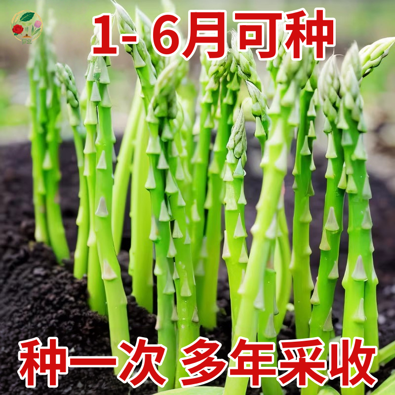 芦笋苗根苗蔬菜苗四季种植种子籽芦笋苗种苗种孑菜苗种苗阳台盆栽