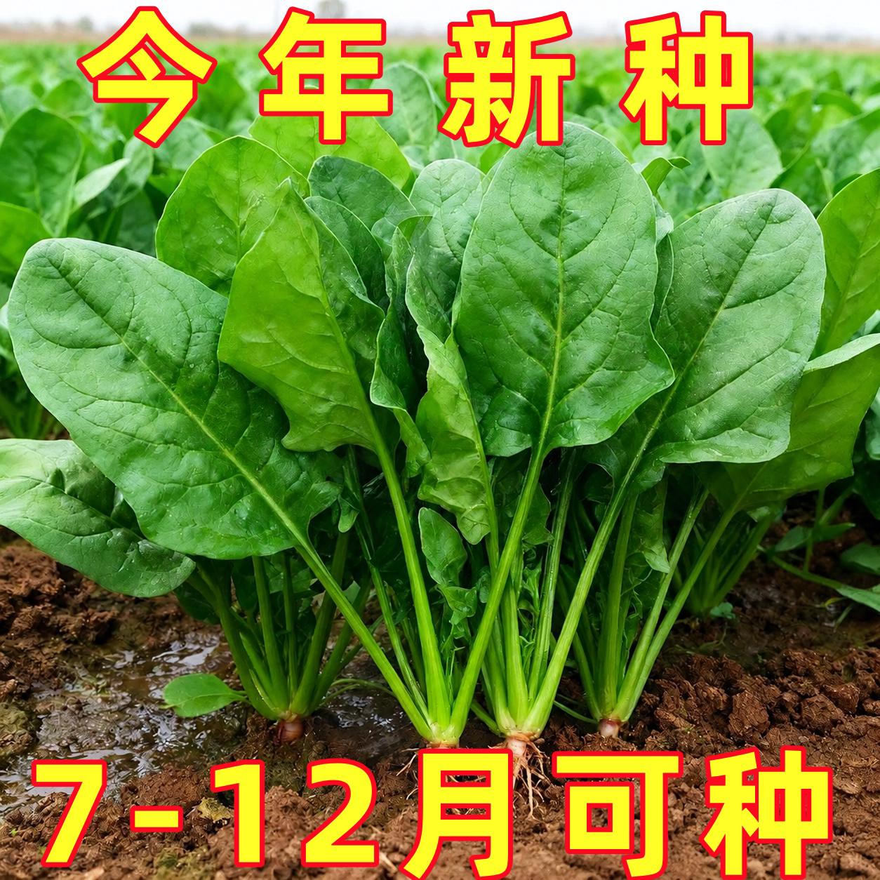 大叶菠菜种子四季蔬菜冬季籽种耐热耐寒菜种盆栽庭院波菜孑菜籽子