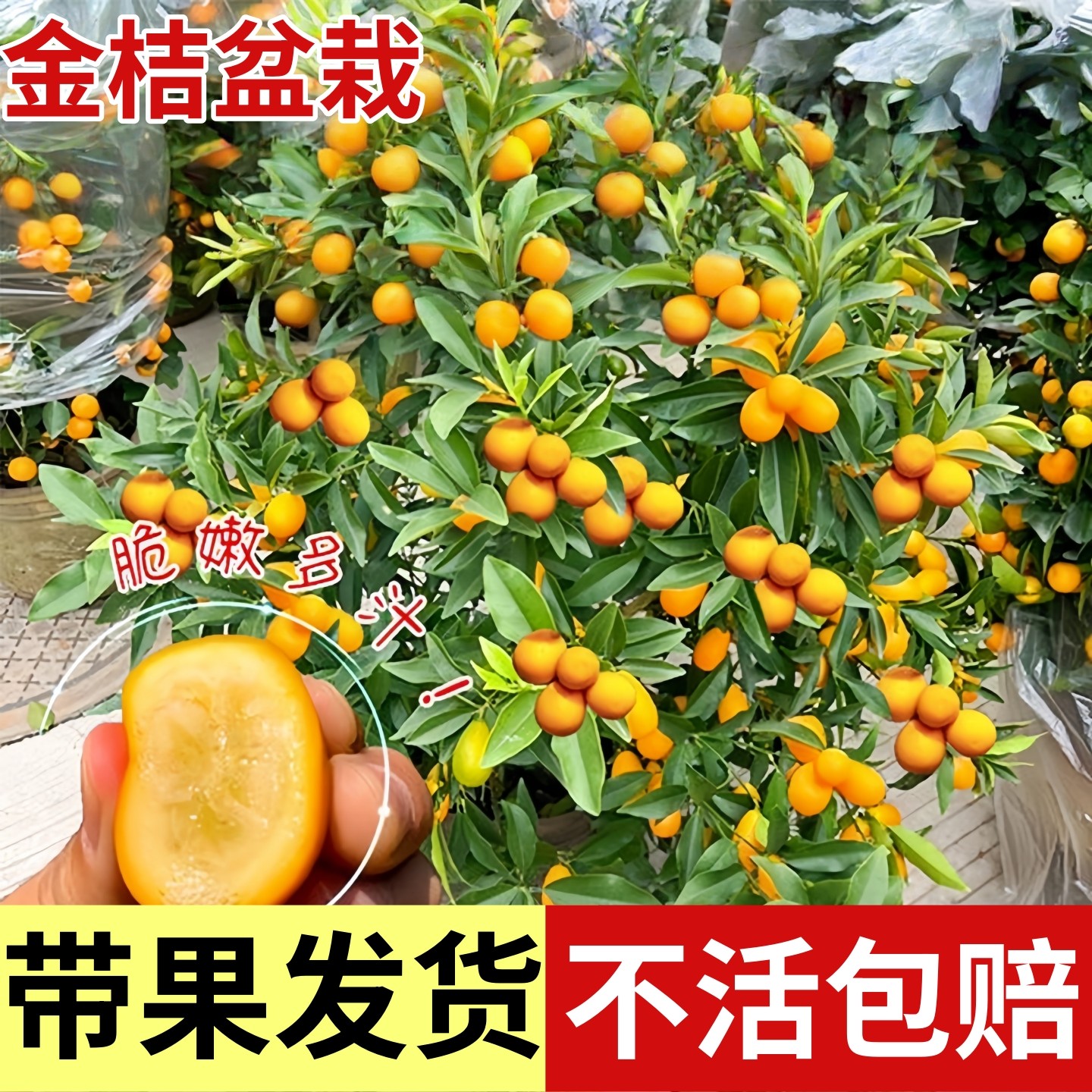 金桔树盆栽可食用室内四季脆皮橘子树苗客厅植物花卉绿植盆景好养,鲜花速递/花卉仿真/绿植园艺,红掌/凤梨/温室花卉,淘宝优惠券,粉丝福利购,淘宝优惠卷