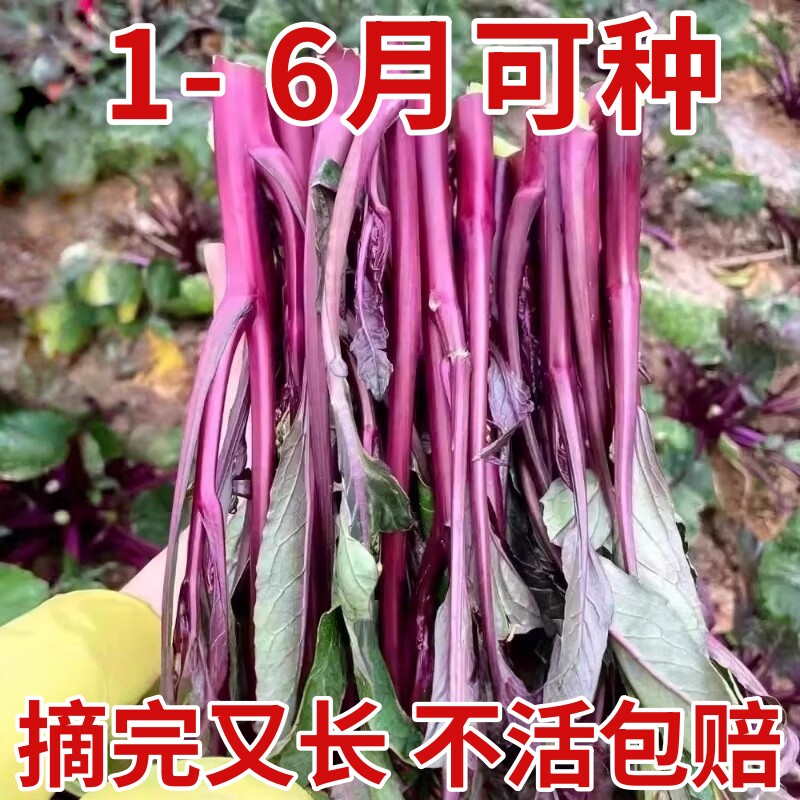 红菜苔蔬菜种子菜心十月红紫菜苔红菜苔家庭种植四季阳台庭院易播