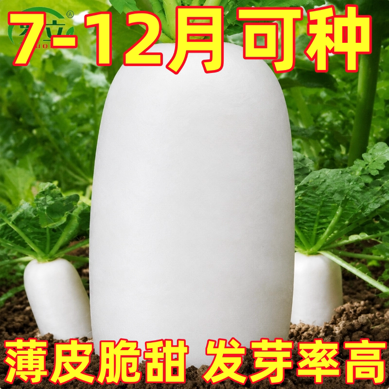 九斤王特大萝卜种子种籽秋季四季蔬菜籽种白皮水果秋冬季白种业