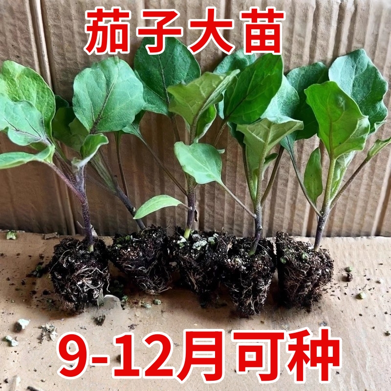 茄子苗带土杭茄苗紫长茄苗黑长茄苗青茄苗烧烤茄苗圆茄苗四季蔬菜