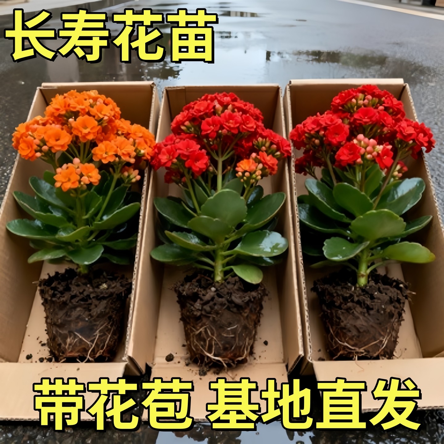 新品长寿花盆栽重瓣大花带花苞花苗室内开花多肉好养花卉鲜花绿植,鲜花速递/花卉仿真/绿植园艺,红掌/凤梨/温室花卉,淘宝优惠券,粉丝福利购,淘宝优惠卷
