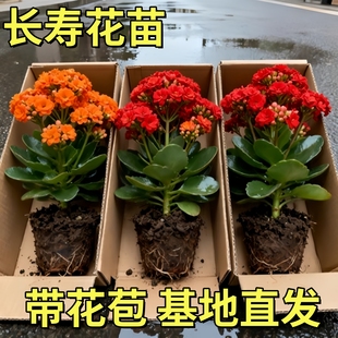 新品长寿花盆栽重瓣大花带花苞花苗室内开花多肉好养花卉鲜花绿植