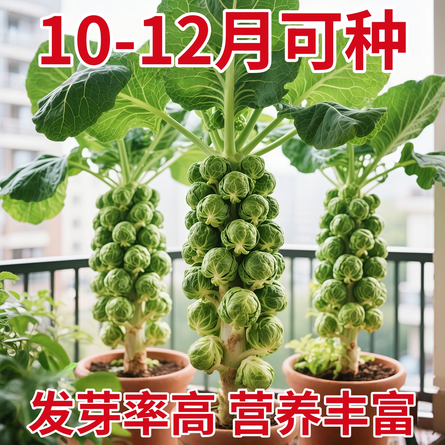 孢子甘蓝种子一年四季种抱子甘蓝种子小包菜卷心菜包心菜蔬菜种子