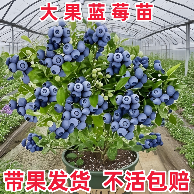 蓝莓树果苗盆栽蓝梅树苗带大果草莓室内耐寒南北方车厘子四季结果