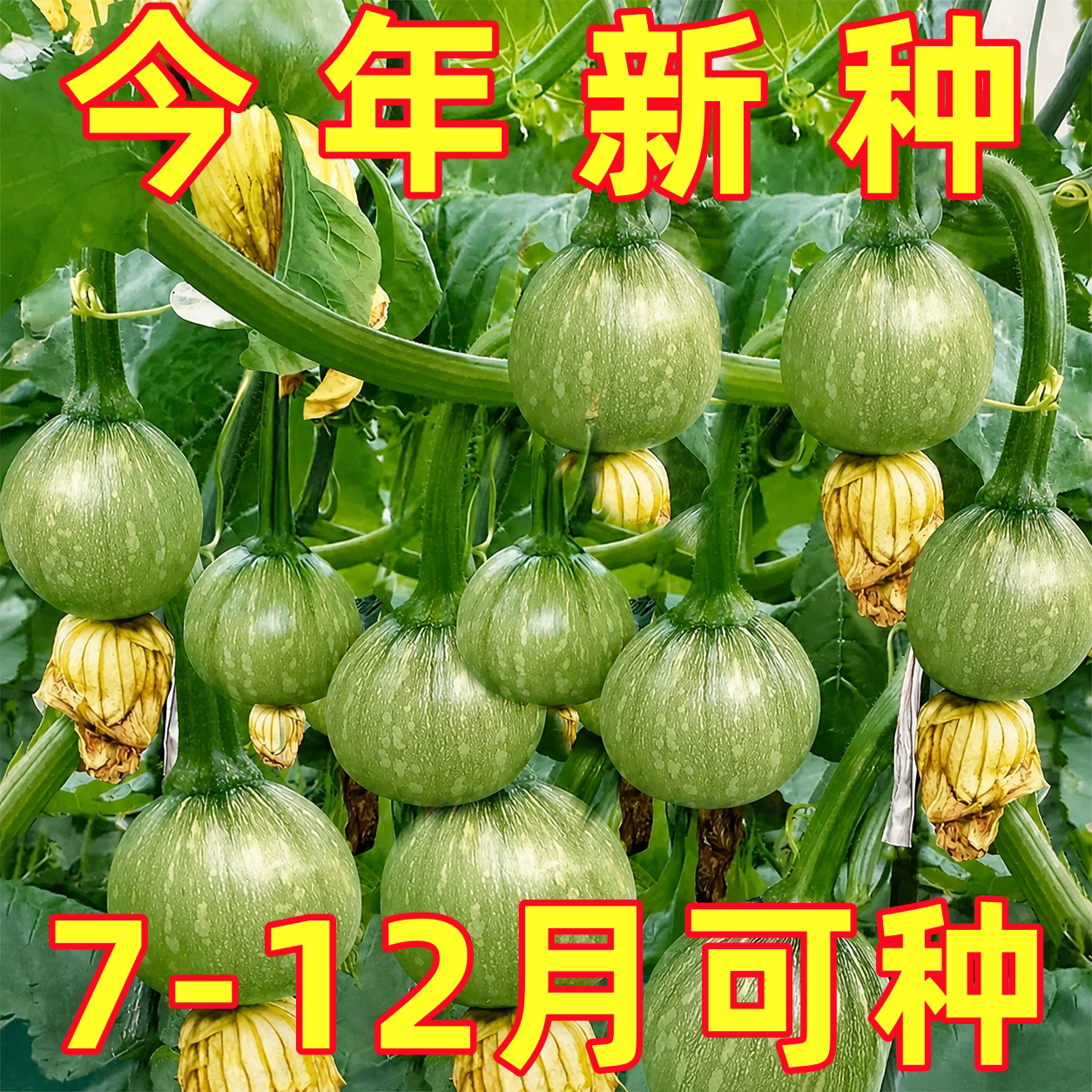 一串铃南瓜苗花皮圆形嫩南瓜小青瓜秧苗种子四季庭院阳台蔬菜苗春