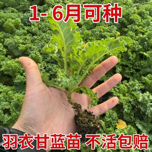 绿色羽衣甘蓝种苗秋冬季种子秧苗子食用寿光蔬菜种籽阳台盆栽四季