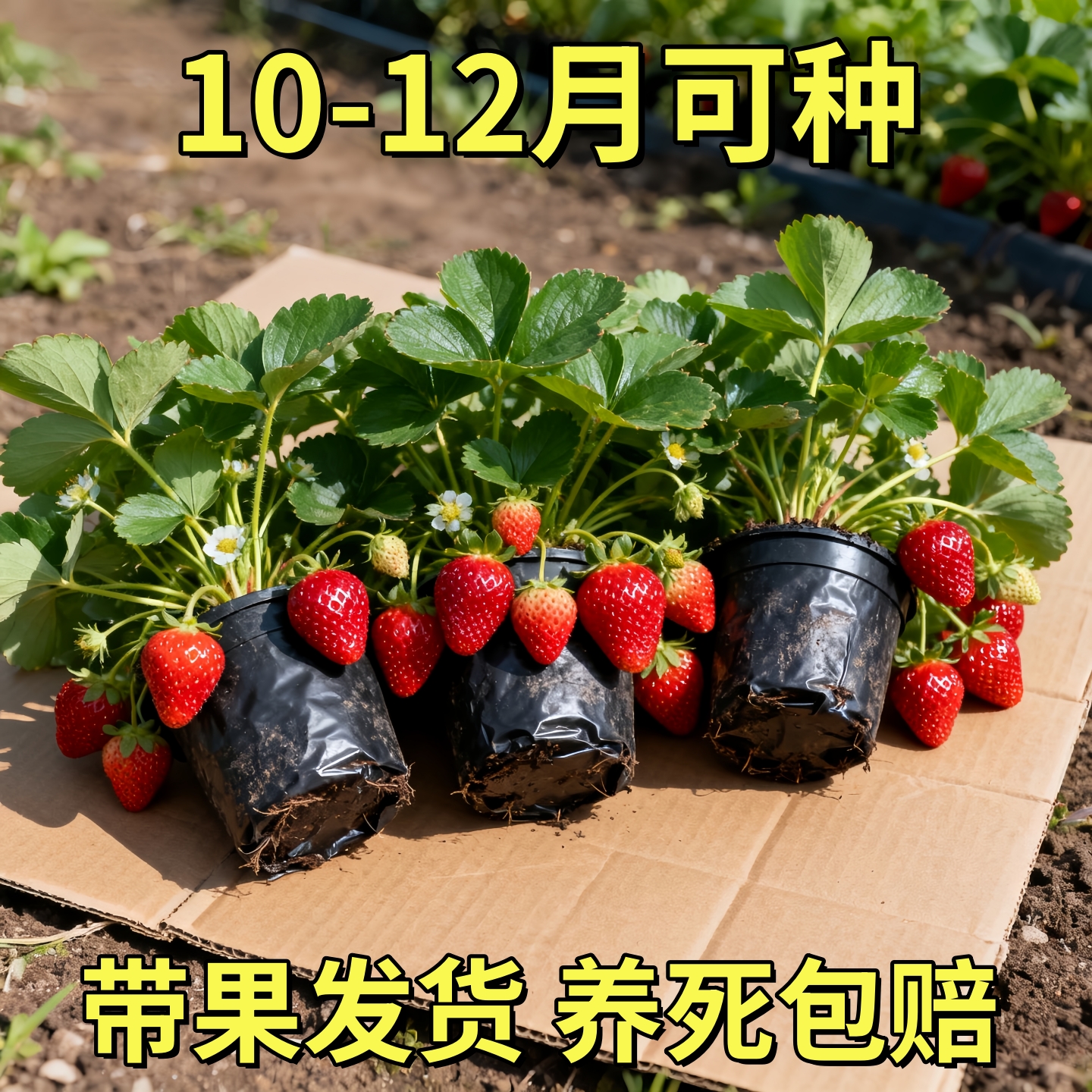 草莓苗盆栽带土四季盆栽室内植物奶油草莓秧家庭阳台食用结果