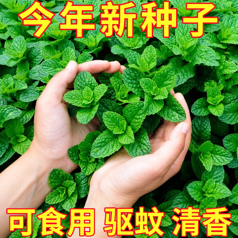 可食用薄荷种子盆栽室内薄荷种孑留兰香薄荷阳台盆栽花种籽驱蚊草
