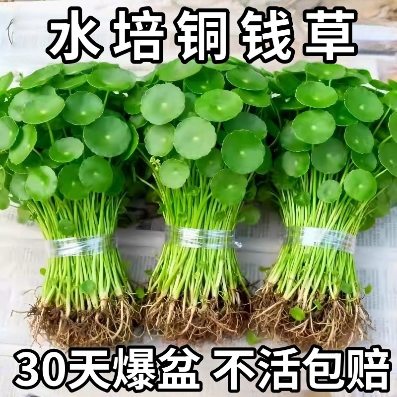 铜钱草水培植物大叶水培金钱草绿植鱼缸水草办公室桌面盆栽净化水,鲜花速递/花卉仿真/绿植园艺,水生植物,淘宝优惠券,粉丝福利购,淘宝优惠卷