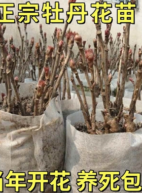 牡丹花树苗洛阳正宗老桩带芽花种球耐寒重瓣花卉芍药花苗盆栽花苗