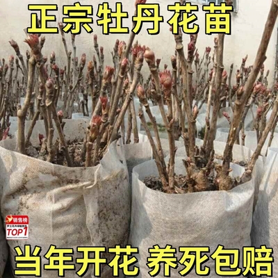 牡丹花树苗洛阳正宗老桩带芽花种球耐寒重瓣花卉芍药花苗盆栽花苗