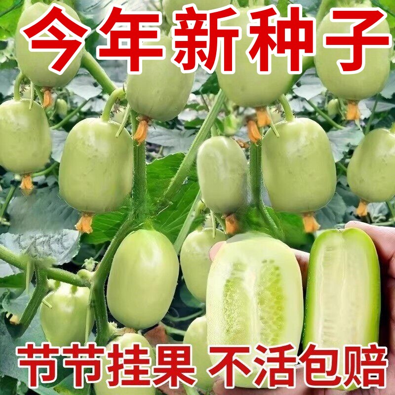 金童玉女黄瓜秧苗拇指小水果黄瓜苗秧旱大小黄瓜种籽四季盆栽春秋