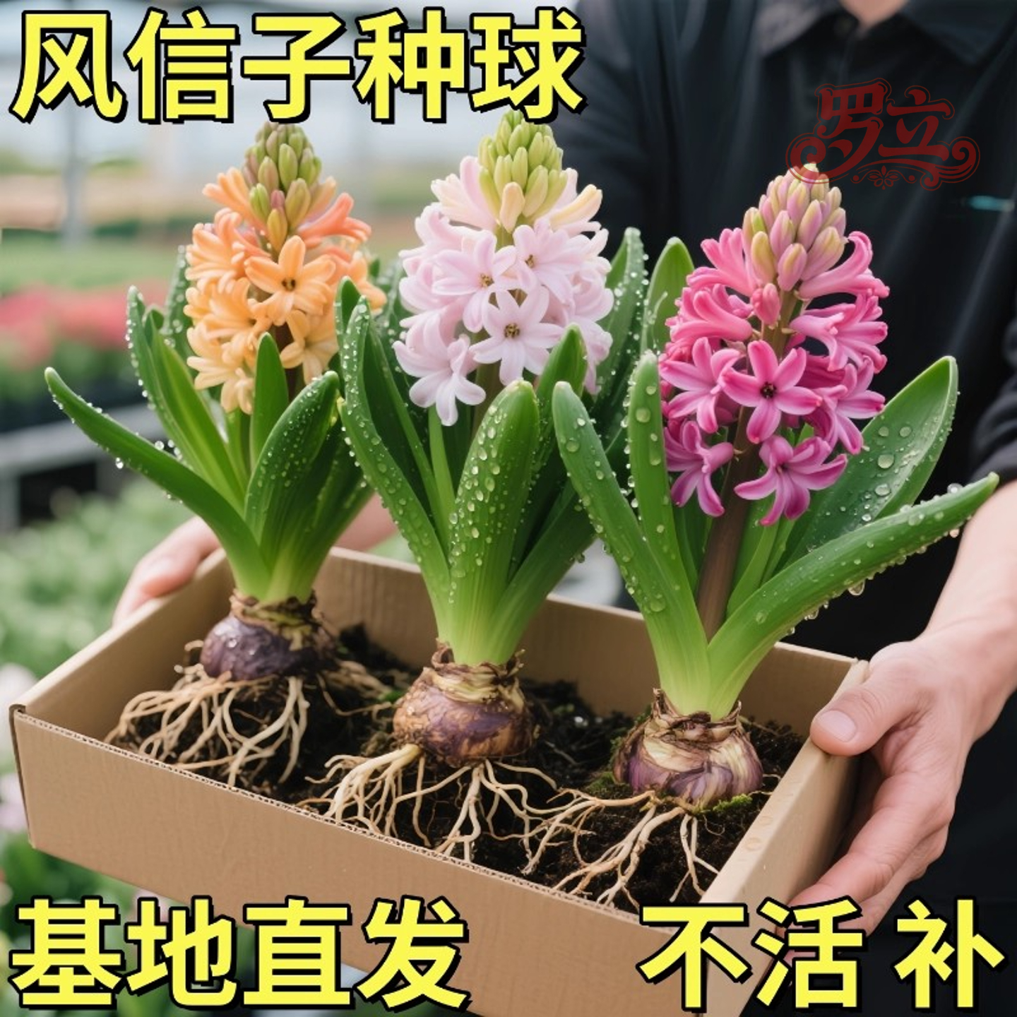 风信子种球水培植物四季耐寒水养土培套餐冬季易种活室内花卉盆栽