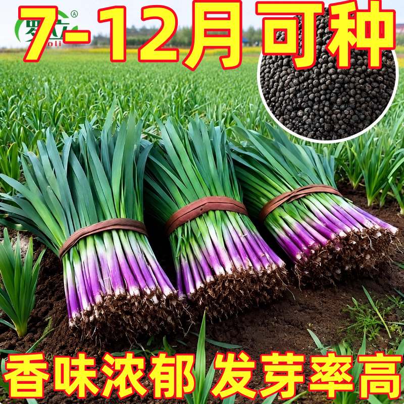 四季韭菜种子老品种小细叶韭菜籽本地紫根红根韭菜耐热耐寒四季播