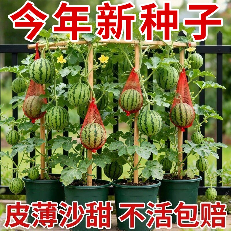 无籽小西瓜秧苗种子超甜麒麟蜜罐薄皮四季种植阳台庭院盆栽水果种
