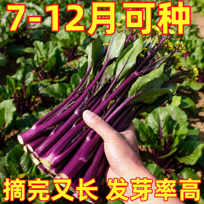 红菜苔种子紫红菜心种籽菜台菜薹甜菜心蔬菜高产抗病四季蔬菜早熟
