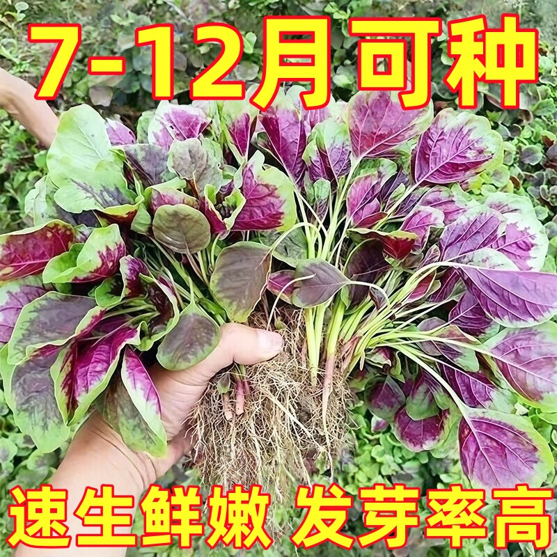 汉菜满身红圆叶苋菜种子种籽四季籽种蔬菜广东菜籽柳叶老品种大全