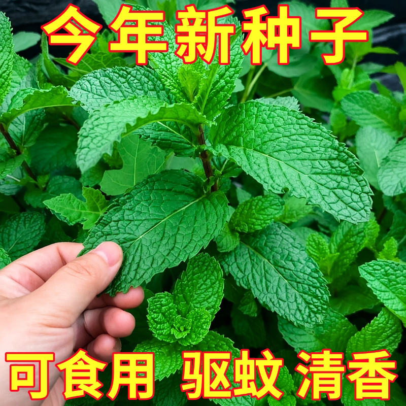 可食用薄荷种子驱蚊留兰香柠檬苗猫薄荷四季播种室内盆栽花种籽子