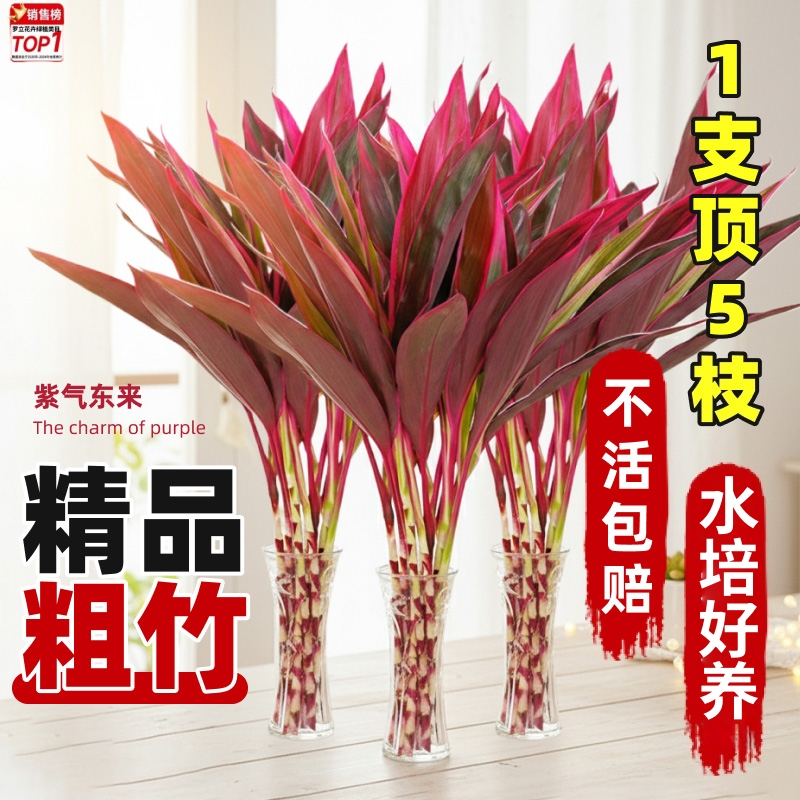 红色竹鸿运竹红叶朱蕉富贵竹水养客厅摆件美观室内盆栽节节高紫竹