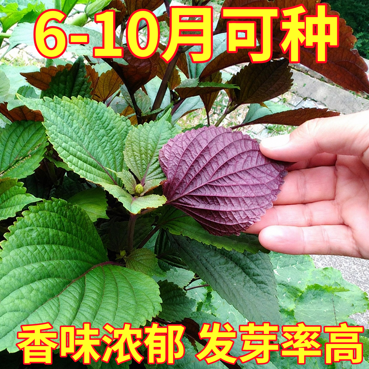 紫苏种子室内阳台种植蔬菜盆栽紫苏种籽蔬菜苗大叶盆栽可食用四季