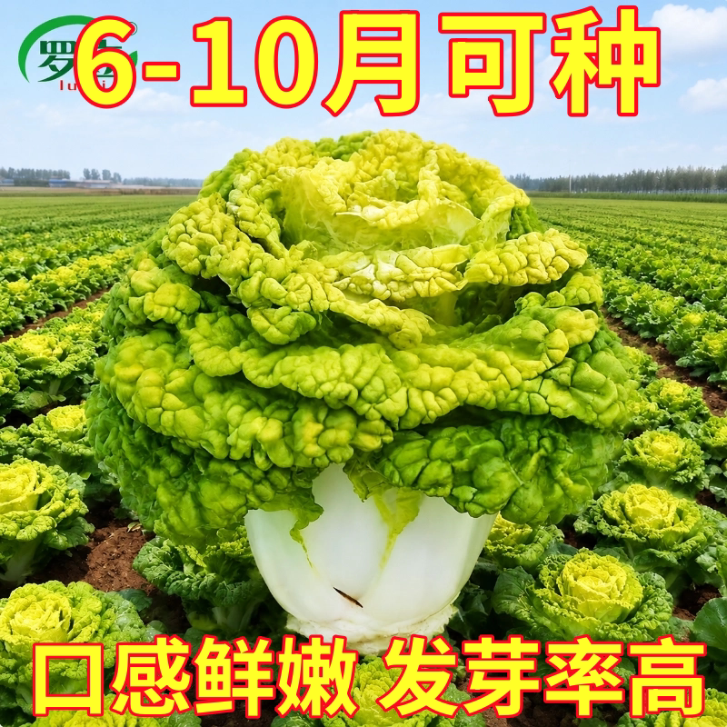 黄心乌菜种种子种籽乌塌菜雪里金花青菜蔬菜孑白菜黑菜乌塔菜菜籽