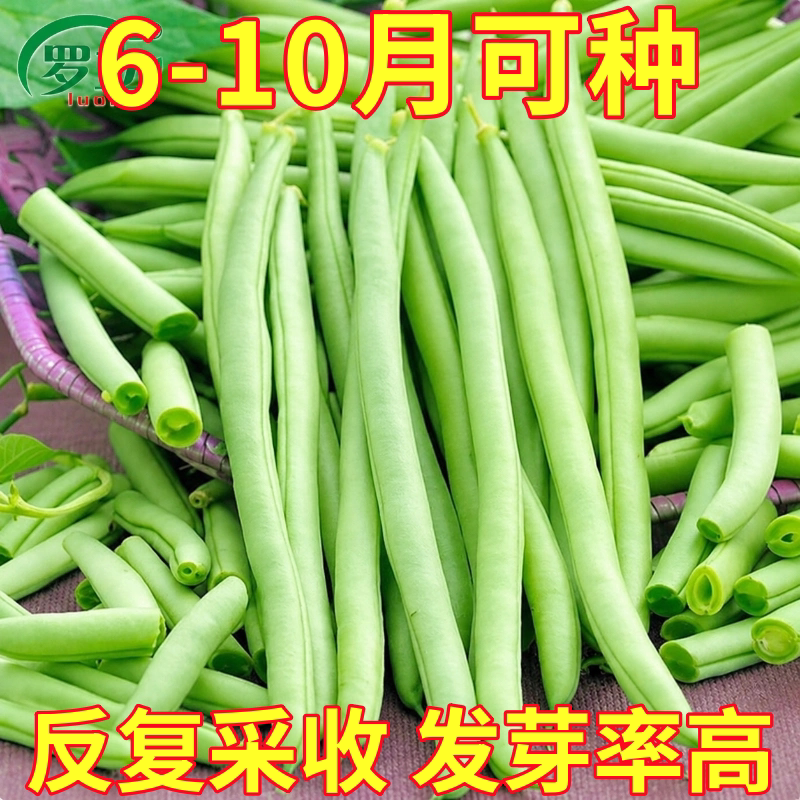 无架豆种子豆角四季豆种籽苗秧大全高产豆苗豆种老品种地豆扁豆