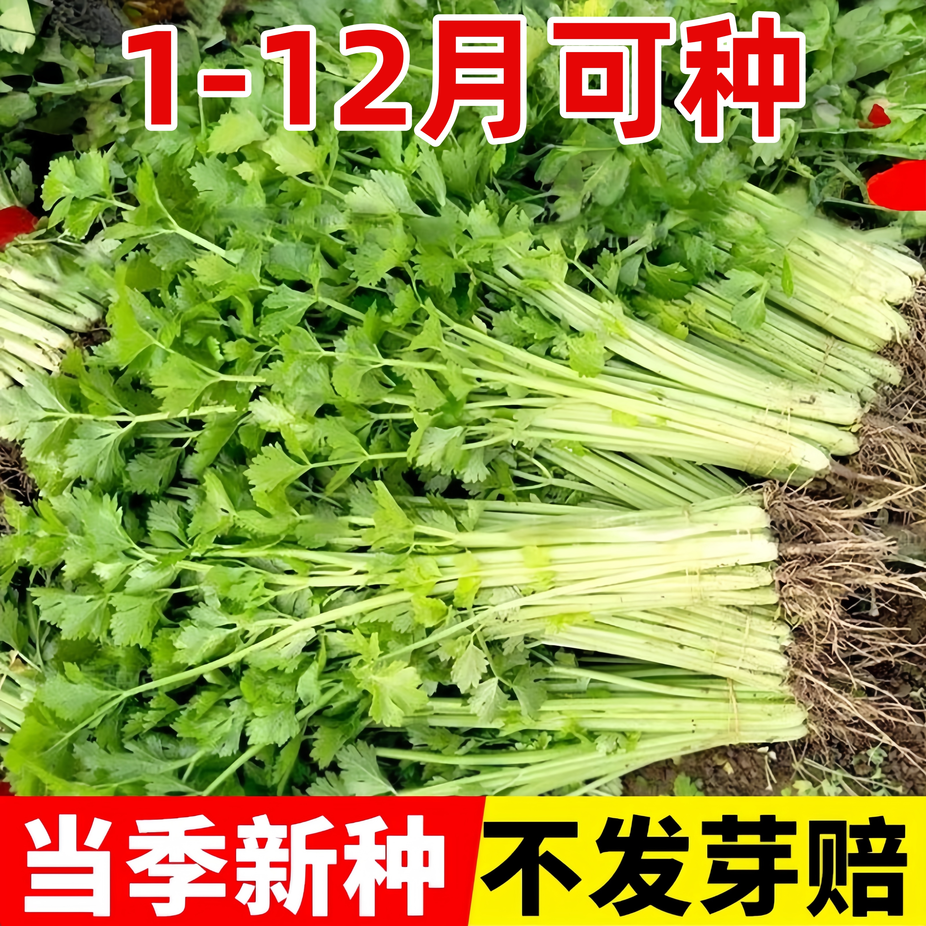 香妃黄芹种子四季小香芹种籽庭院阳台盆栽四季种植易成活蔬菜种孑