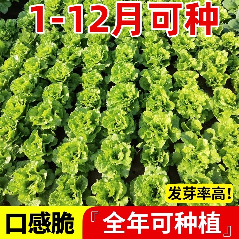 四季玻璃生菜种子种籽孑春季沙拉蔬菜孑菜籽阳台种菜四季盆栽莱种