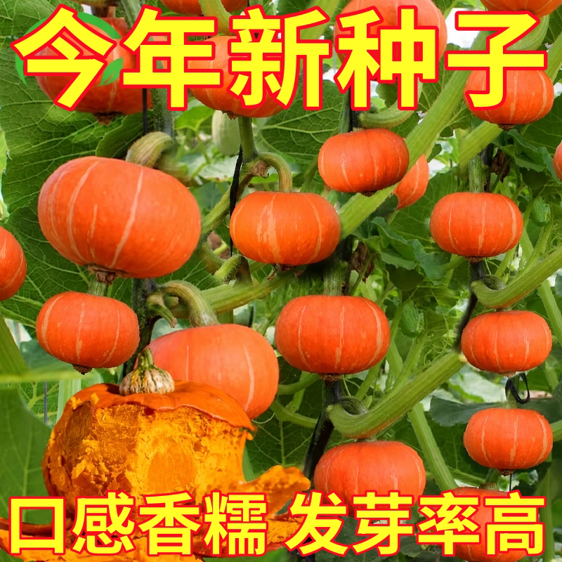 红贝贝南瓜种子板栗高产香甜粉糯小金瓜种籽春季阳台农家蔬菜种孑