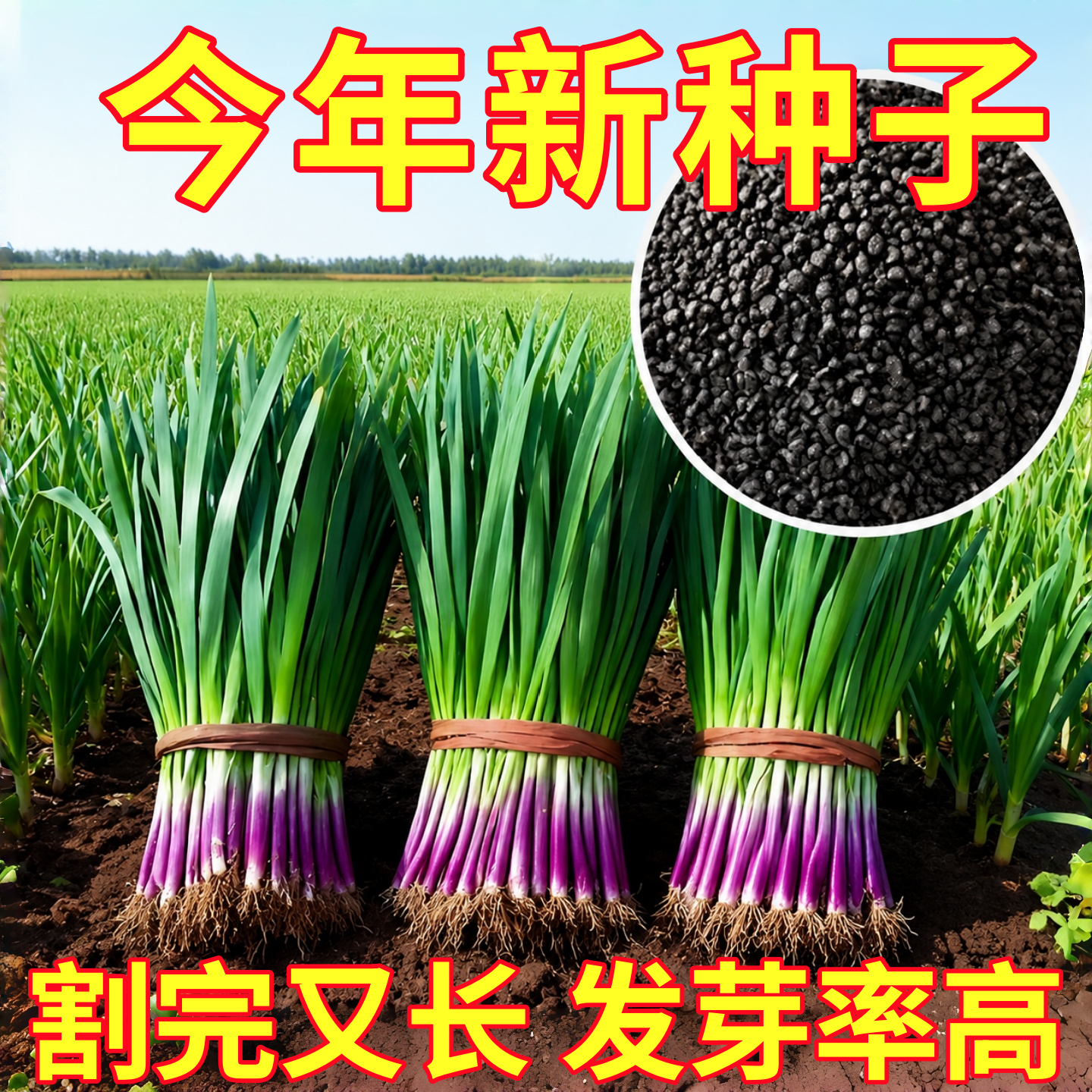 紫根韭菜种子四季种籽子根红根宽叶根苗蔬菜苗籽种孑大叶籽大全