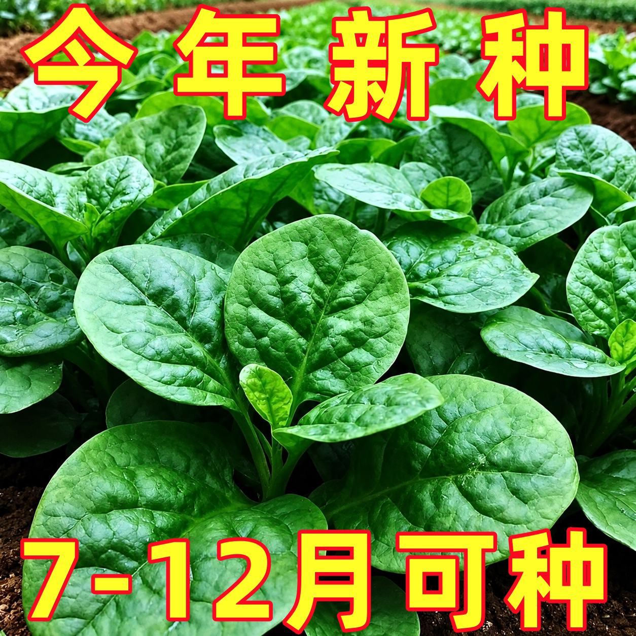 大叶木耳菜种子爬藤木耳菜小青菜种籽四川春夏秋季盆栽田园蔬菜孑