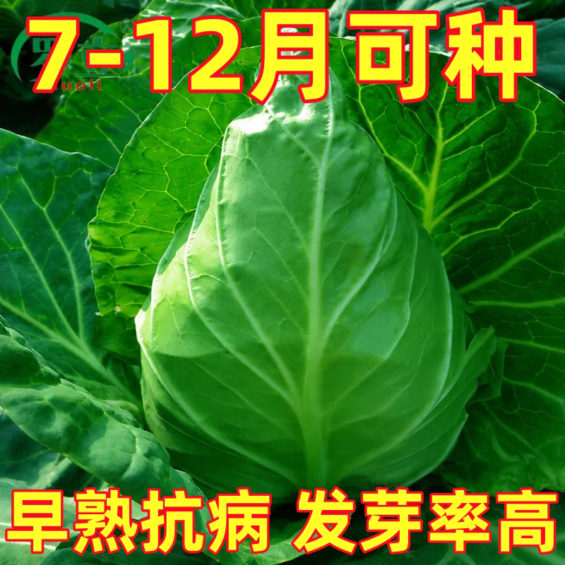 牛心甘蓝种子约300粒原装卷心菜种籽农家菜园青菜蔬菜种孑