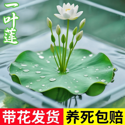 一叶莲水培植物鱼缸造景浮萍绿植室内阳台缸花卉观赏带花苞水莲