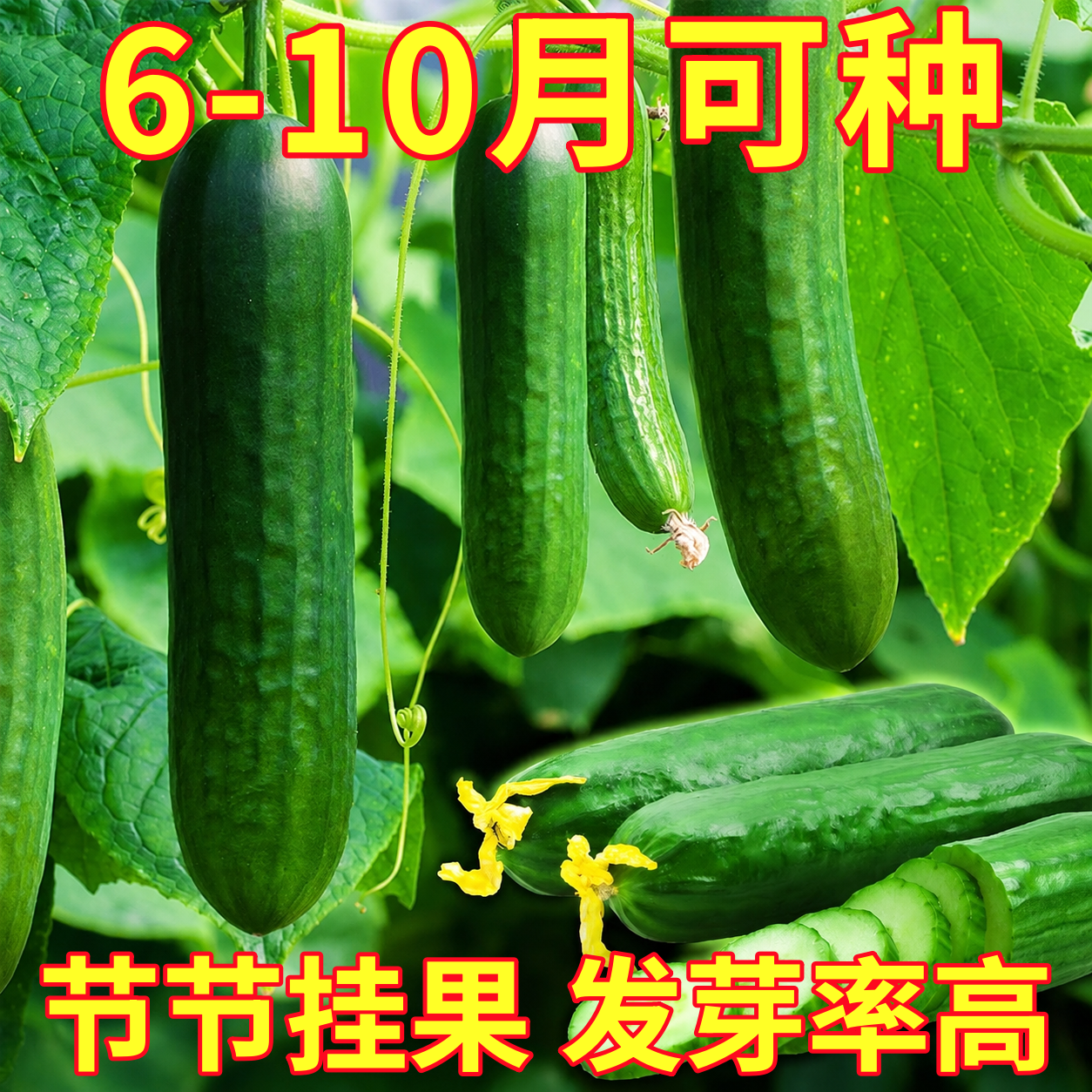 荷兰水果黄瓜种子苗夏季盆栽秧秋青瓜小蔬菜种籽本地高产嫁接秧苗