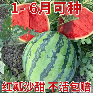 8424早佳麒麟西瓜种子皮薄脆沙超甜早熟高产冰糖水果最好西瓜种子