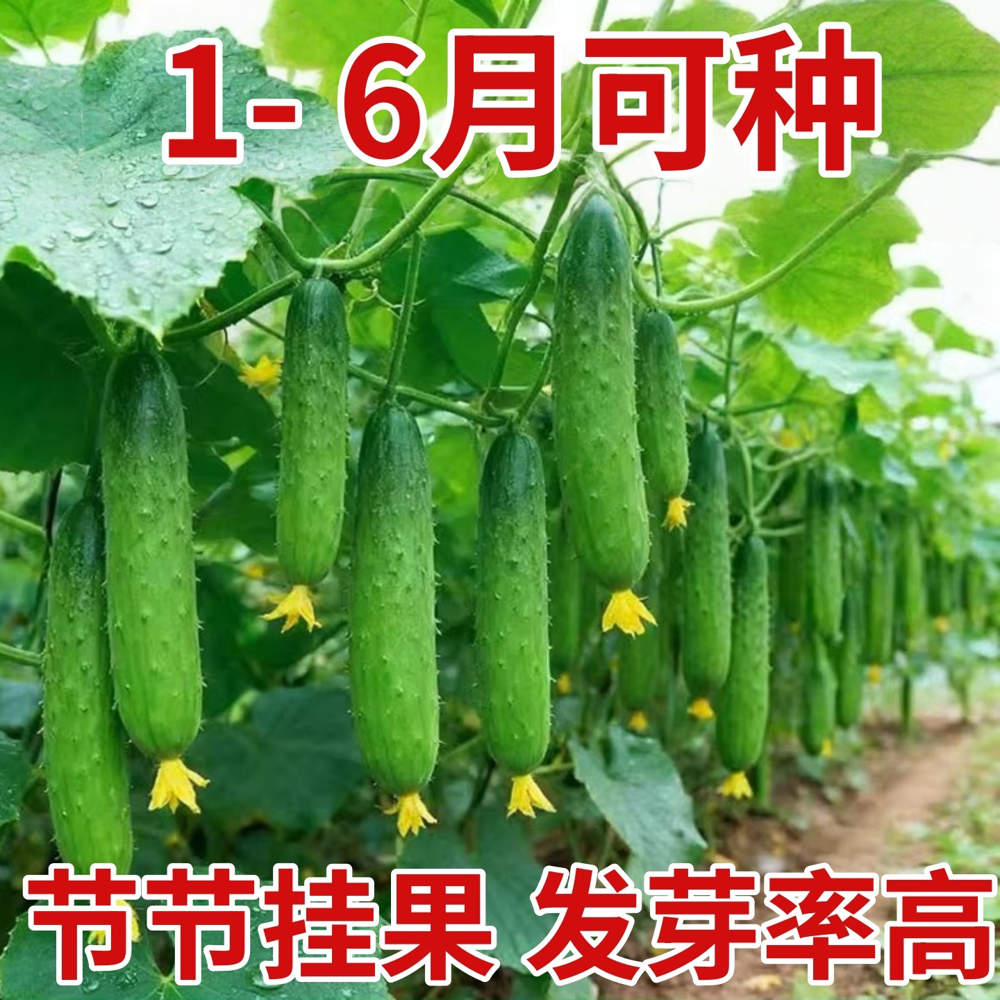 水果黄瓜种子摘不败节节有瓜阳台盆栽高产早熟四季播种小黄瓜种籽,鲜花速递/花卉仿真/绿植园艺,种苗/半成品盆栽,淘宝优惠券,粉丝福利购,淘宝优惠卷