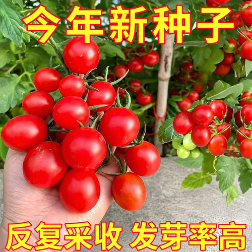 四季小番茄种子苗千禧圣女果矮生西红柿秧苗盆栽种籽菜苗孑秧果苗