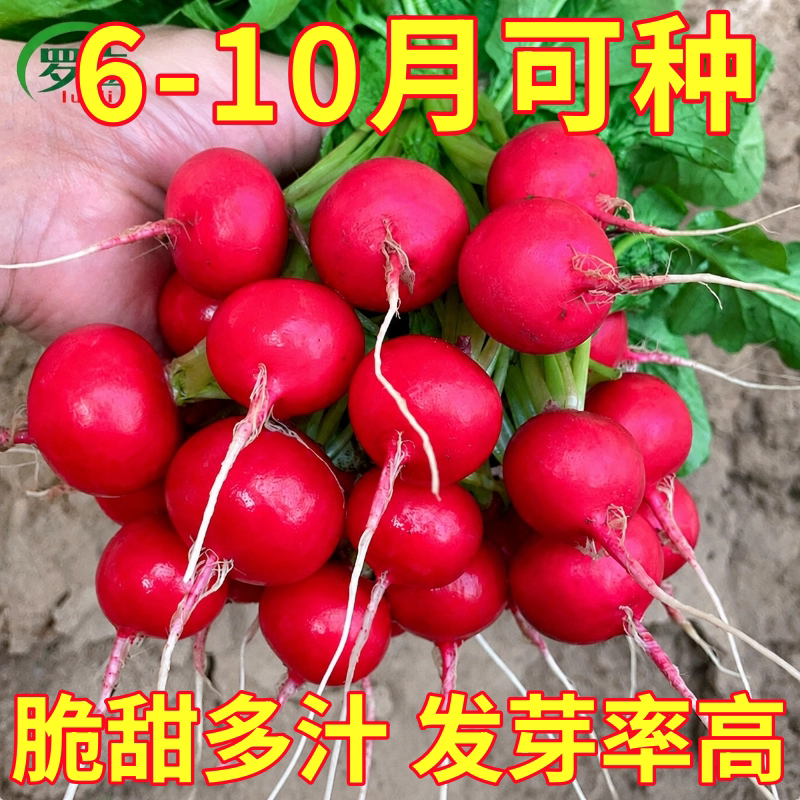 樱桃水果萝卜种子四季易种高产红罗卜种子大全室内外阳台盆栽种植