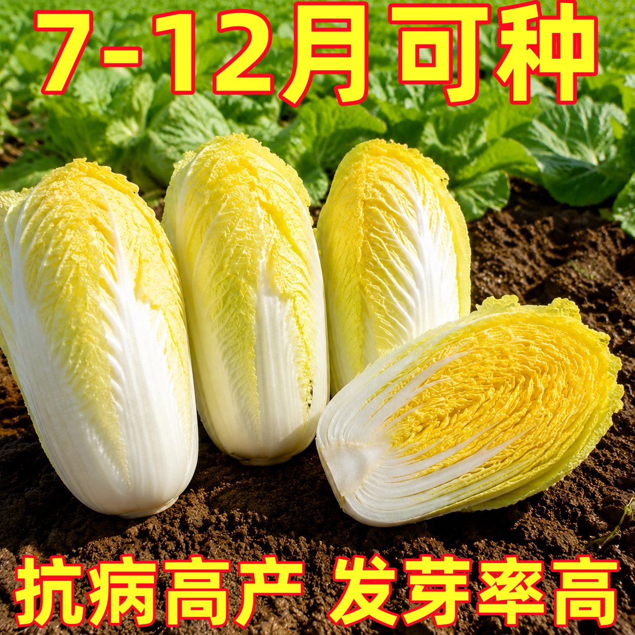 娃娃菜种子小白菜种籽高产黄心娃娃菜种籽小型白菜四季秋冬季蔬菜